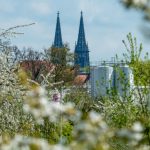 Trees come into bloom in front of Regensburg Cathedral.Photo: DPA