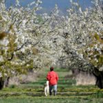A woman walks her dog between cherry blossoms in Werder, Barndenburg.Photo: DPA