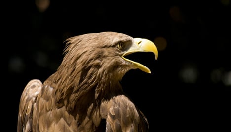 Eagle patrol to battle drones over Spain’s Royal Palace