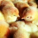 German scientists seek way to end live chick shredding