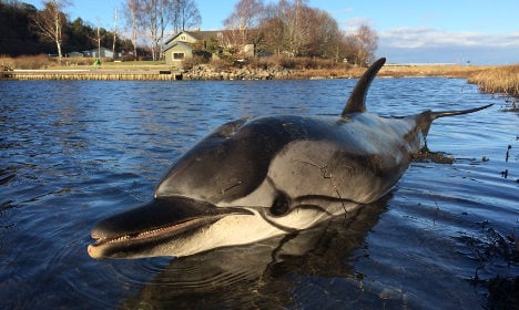 Dead dolphin washed up on Swedish west coast
