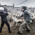 Why Sweden’s reindeer are still radioactive after 30 years