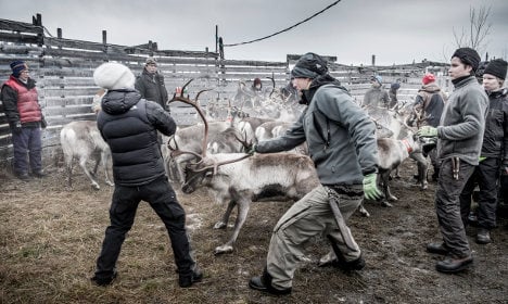 Why Sweden's reindeer are still radioactive after 30 years