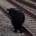 Cows lure bull away from railway line in Chur