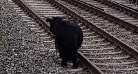 Cows lure bull away from railway line in Chur