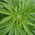 Dozens of Swiss farmers eager to grow cannabis