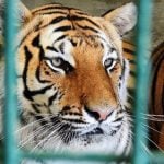 France goes ape over club’s ‘zoo night’ with caged tigers