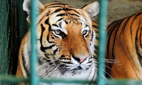 France goes ape over club's 'zoo night' with caged tigers