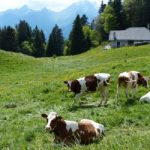 Swiss region to shield tourists from ‘killer cows’