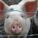 Spanish town fined for staging bizarre ‘slippery swine’ race