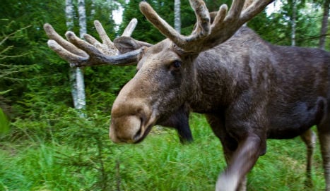 Elk gang terrorises joggers in Swedish town