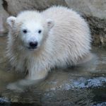 Polar bear cub Lili leaps into public’s hearts in Bremen