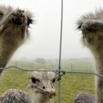 Ostrich hit by car after activists ‘free’ it from circus
