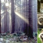 <b>Harz National Park.</b> This nature reserve stretching between Lower Saxony and Saxony-Anhalt is teeming with wildlife like endangered wildcats, lynxes, swirly-horned mouflons (wild sheep) and even the raccoon dog (yes, that's a real animal, see bottom right picture).    Photo: Photos: Wikimedia Commons