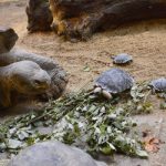 Gallery: giant tortoise at Zurich Zoo is mother at 80