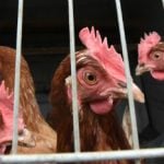 Unknown attackers rip heads off 40 chickens