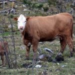 Norway woman killed by cow in ‘natural’ act