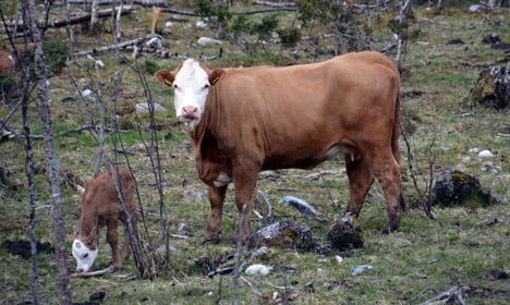 Norway woman killed by cow in ‘natural’ act