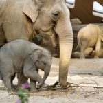 Zurich Zoo mourns death of Druk the elephant