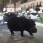 Watch this escaped hippo waddle through Spanish town