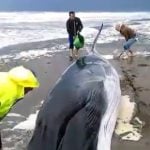 Volunteers fail to save baby whale beached in Spain