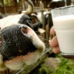 Dairy farms in crisis as milk now cheaper than water