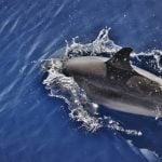 <b>Wildlife</b>: The seas around the Canary Islands are home to up to one-third of the world's dolphin and whale species, as well as a whole host of other creatures. Photo: Emma Jespersen/Flickr
