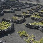 <b>Wine</b>: The vineyards of Lanzarote look like they have appeared off the set of a science fiction film. The moon-like landscape is fascinating and the wine... delicious! Must be all that volcanic soil...Photo: Paul Appleton/Flickr 