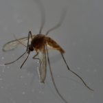 Italy has ‘moderate’ risk of Zika virus outbreak: WHO