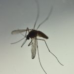 WHO doubles safe sex advice for travellers to Zika regions