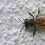 25,000 bees discovered living behind Madrid apartment wall