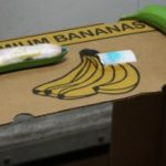 Shipment of cocaine found hidden within plastic bananas