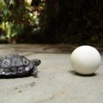 The tortoises hatch from eggs the size of a tennis ballPhoto: Photo: Samuel Furrer/Zurich Zoo