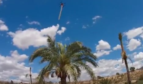 WATCH: Doctor drones rid Spain’s palm trees of pests