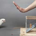 Vienna study shows birds can make ‘economic decisions’