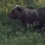 Shocking moment bear kills elk baby as mum watches