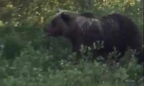 Shocking moment bear kills elk baby as mum watches