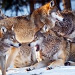 Sweden’s wild wolf numbers going down