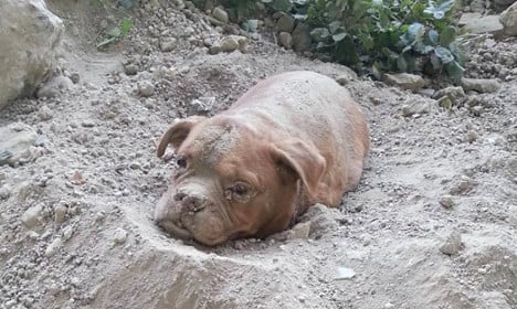 Frenchman sentenced to jail time for burying dog alive