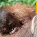 Oh baby! Rare orangutan birth celebrated at Madrid Zoo