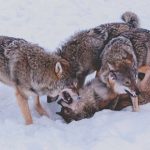 Norway’s wolf population nearly doubled