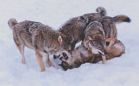 Norway's wolf population nearly doubled