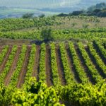 Blight threatens to devastate Spain’s sherry grape harvest