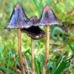 Child hospitalized after father feeds her magic mushrooms