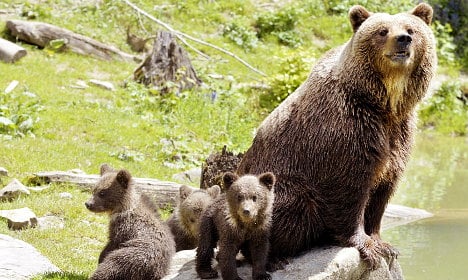 Mother bears use 'human shields' against killer males