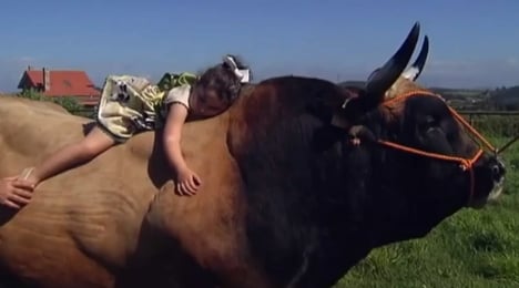 Girl's best friend: Four-year-old finds comfort with a bull