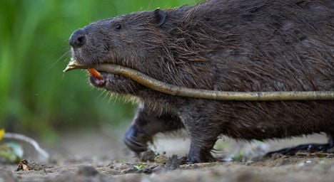 Beavers cause €750K worth of damages in Austrian town