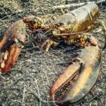 US and Canada reject Sweden’s call for lobster ban
