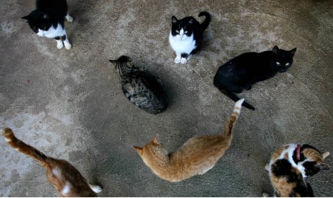 Charity wants answer from US Navy over disappearing cats