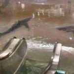 Sharks in Chatelet and Uber boats! Parisians see funny side of floods